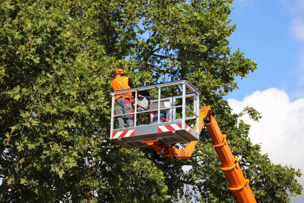 How Our Tree Care Process Works  in Crafton, PA